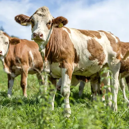 Apartmán Vollmer Nordrach